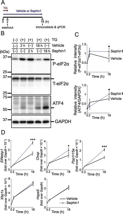 Atf4 Protects Islet β.